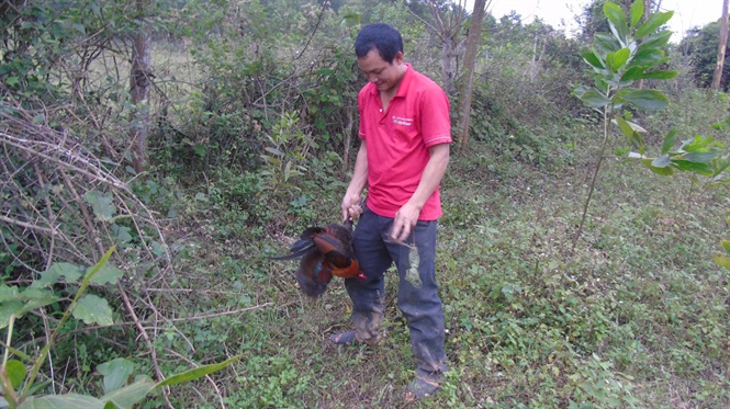 Tận mắt chứng kiến độc chi&ecirc;u săn g&agrave; rừng xứ Nghệ - Ảnh 5.