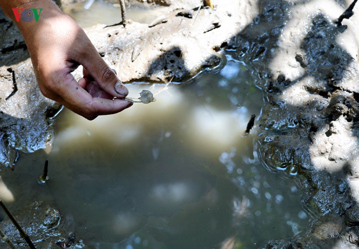 Câu cá thòi lòi ở rừng ngập mặn Cà Mau - Ảnh 5. Câu cá thòi lòi ở rừng ngập mặn Cà Mau - Ảnh 5.