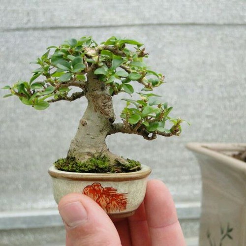 Mê mẩn những chậu bonsai để bàn đẹp hút mắt - Ảnh 5.