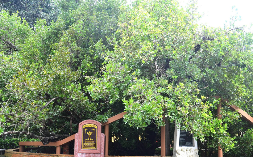 Có thật cây bạch mai cổ 300 năm tuổi ở Bến Tre - Ảnh 6. Có thật cây bạch mai cổ 300 năm tuổi ở Bến Tre - Ảnh 6.