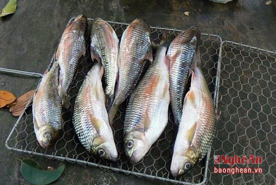 Săn c&aacute; đặc sản ở  Nghệ An - Ảnh 6.