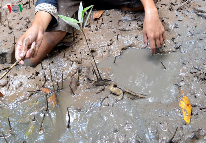 Câu cá thòi lòi ở rừng ngập mặn Cà Mau - Ảnh 6. Câu cá thòi lòi ở rừng ngập mặn Cà Mau - Ảnh 6.