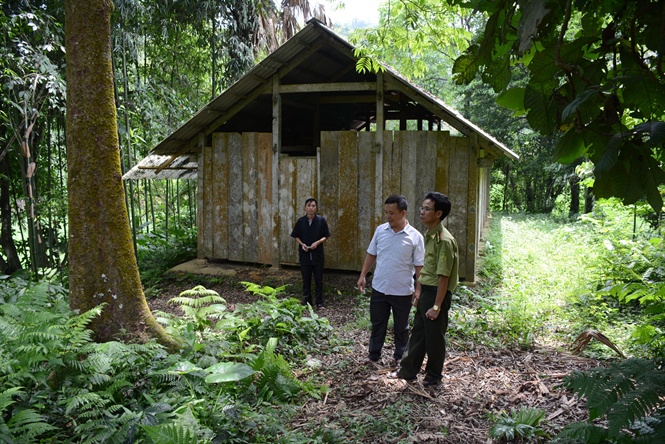 C&oacute; một rừng quế thi&ecirc;ng, thu hơn 500 tỉ mỗi năm - Ảnh 2.