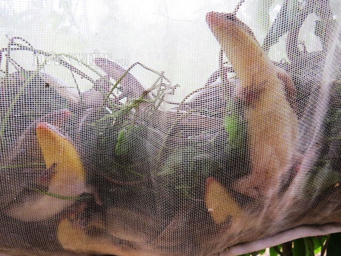 Sướng như săn rắn 4 chân mùa nước nổi - Ảnh 2. Sướng như săn rắn 4 chân mùa nước nổi - Ảnh 2.