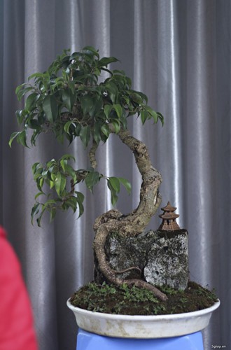 Mê mẩn những chậu bonsai để bàn đẹp hút mắt - Ảnh 6.
