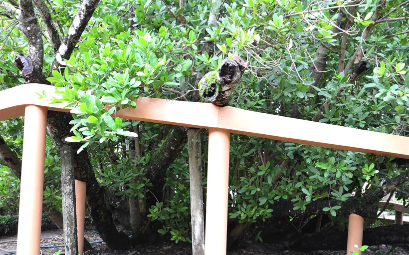 Có thật cây bạch mai cổ 300 năm tuổi ở Bến Tre - Ảnh 7. Có thật cây bạch mai cổ 300 năm tuổi ở Bến Tre - Ảnh 7.