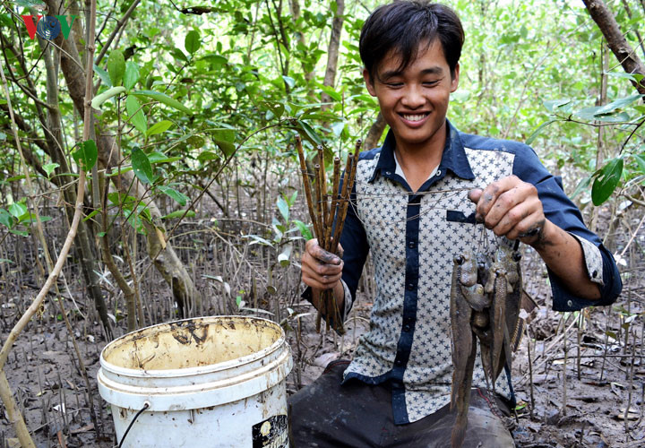 Câu cá thòi lòi ở rừng ngập mặn Cà Mau - Ảnh 7. Câu cá thòi lòi ở rừng ngập mặn Cà Mau - Ảnh 7.