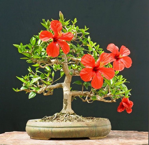 Mê mẩn những chậu bonsai để bàn đẹp hút mắt - Ảnh 7.