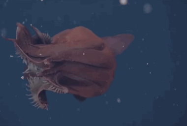 8 sinh vật kỳ dị dưới đáy đại dương - Ảnh 8.