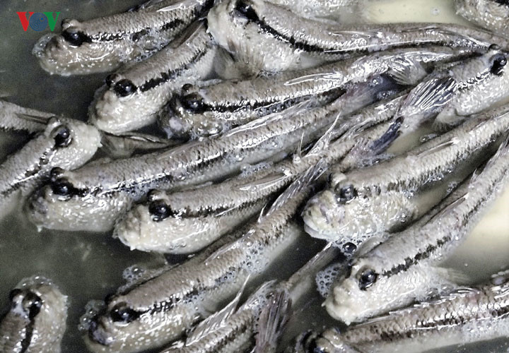 Câu cá thòi lòi ở rừng ngập mặn Cà Mau - Ảnh 8. Câu cá thòi lòi ở rừng ngập mặn Cà Mau - Ảnh 8.