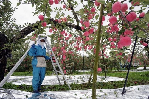 Đột nhập vườn táo Aomori Nhật Bản đã có bán ở Việt Nam - Ảnh 8.
