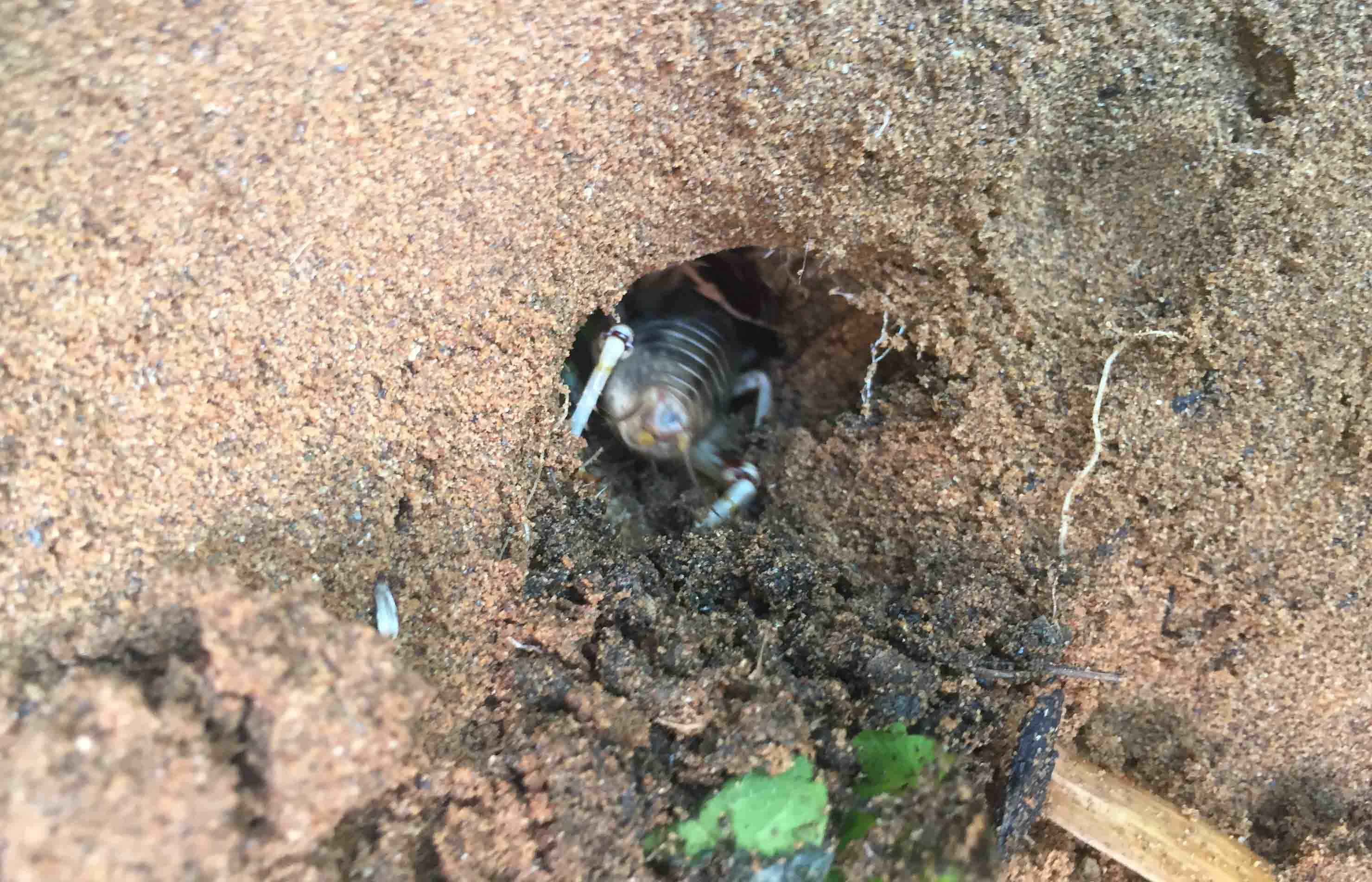 Miền T&acirc;y đổ x&ocirc; &ldquo;săn&rdquo; loại dế sống dưới l&ograve;ng đất - Ảnh 3.