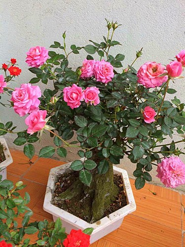  Mua hồng bonsai sang chảnh về chưng Tết - Ảnh 9.