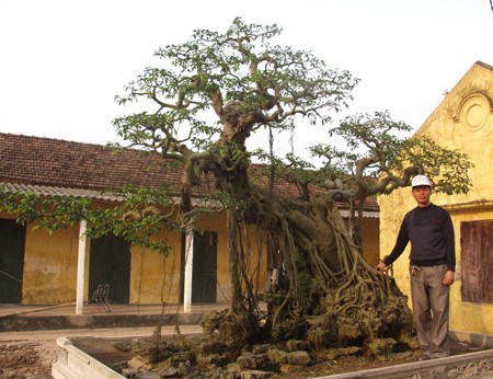 “Vi hành” làng cây cảnh thế khủng, cực chất - Ảnh 10.