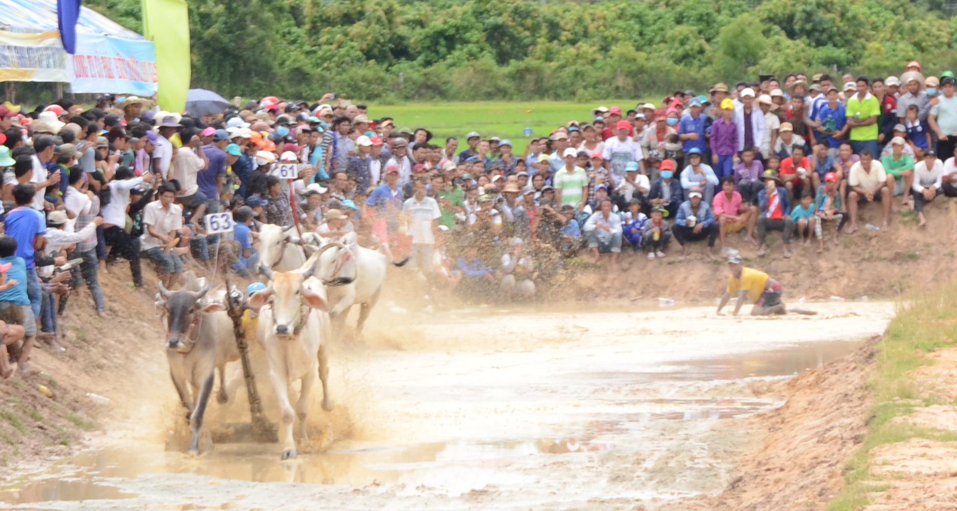 Lý do khiến cả rừng người đến xem đua bò Bảy Núi - Ảnh 4.