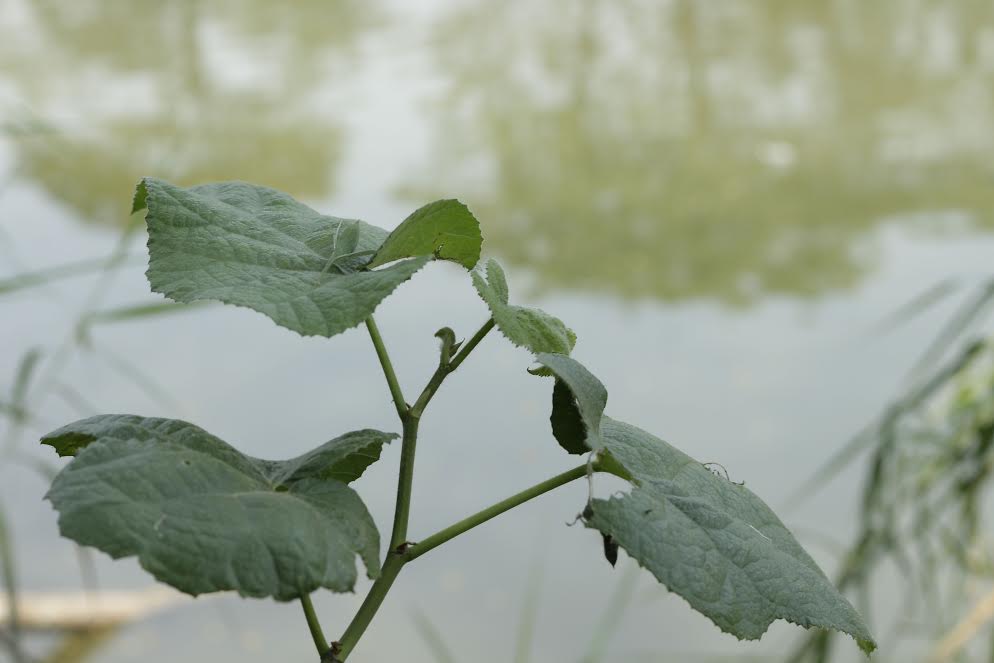 Nhiều người không khỏi ngơ ngác khi thưởng thức món lá duối dây