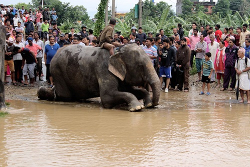 Nepal: Lũ lụt nghiêm trọng, người dân sơ tán bằng voi - Ảnh 2.