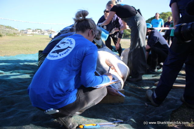 Kinh dị c&aacute; voi s&aacute;t thủ moi gan c&aacute; mập trắng - Ảnh 3.