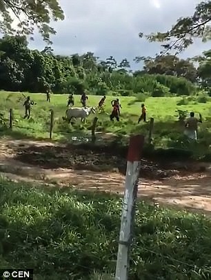 Venezuela: Người dân ném chết gia súc để lấy cái ăn - Ảnh 2.