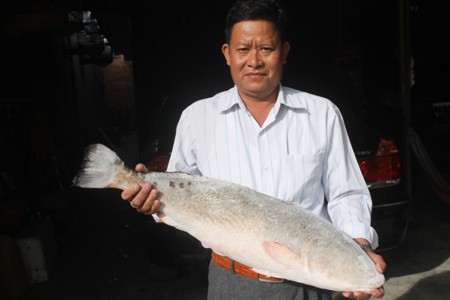 Khánh Hòa: Cặp cá sủ vàng, giá 1,5 tỷ đồng chưa bán - Ảnh 4.