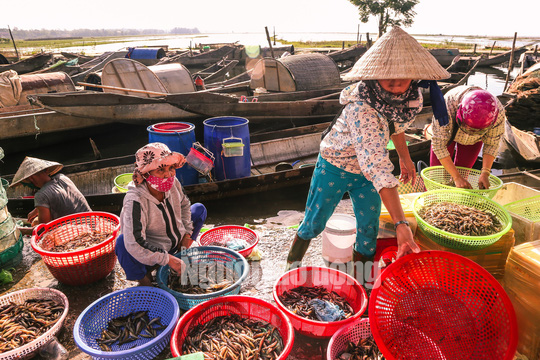 Một ngày trên phá Tam Giang - Ảnh 4.