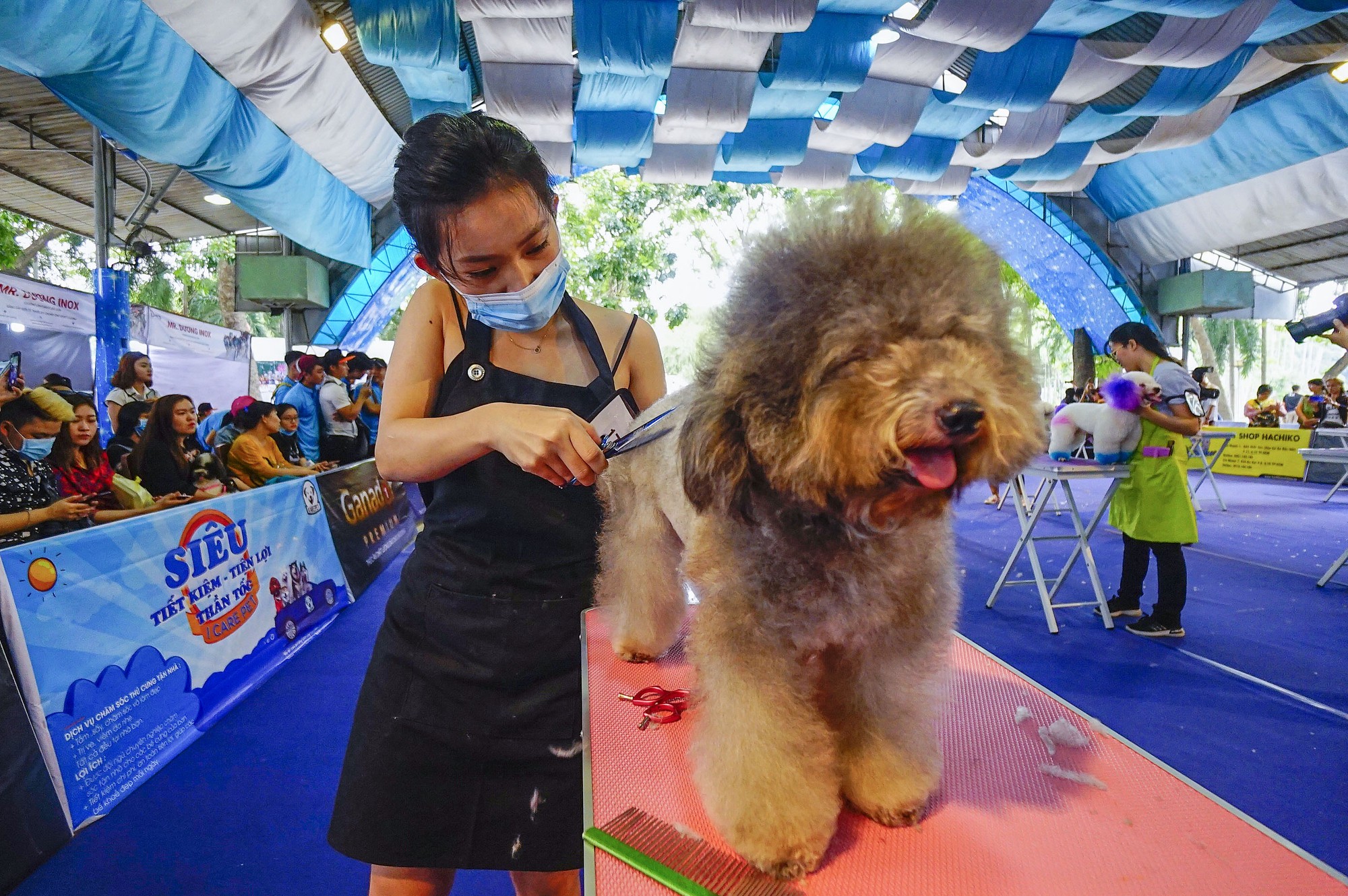 Độc đáo Lễ hội cún cưng Sài Gòn - Ảnh 16.