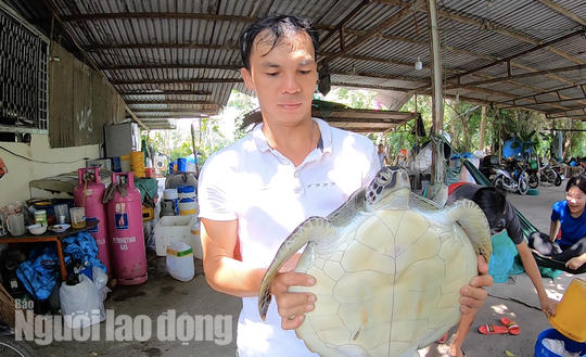 TP HCM: Phát hiện rùa biển quý hiếm, đem giao nộp cho cơ quan chức năng - Ảnh 2.