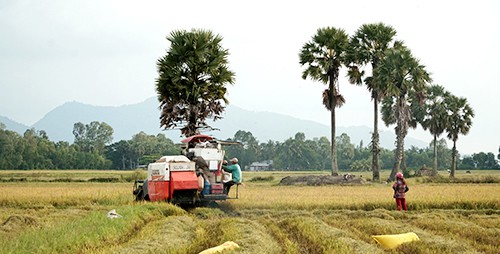 Vì sao cây thốt nốt hấp dẫn khách đến An Giang - Ảnh 1.