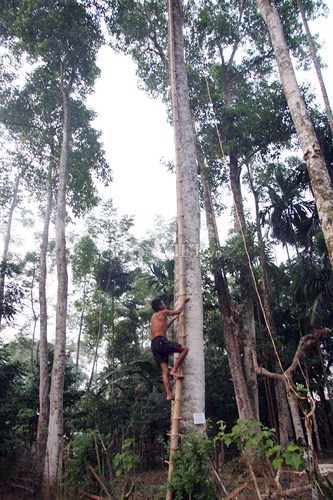 Cây dổi, máy in tiền cho bà con xứ Mường - Ảnh 6.