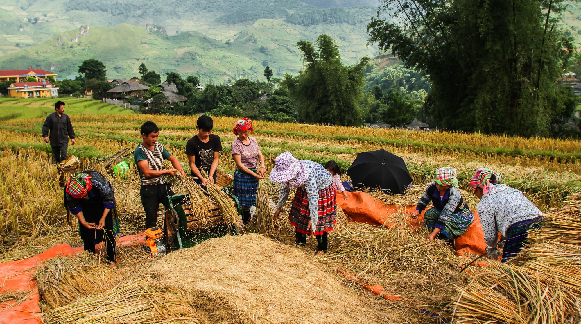 Đốn tim vẻ hư ảo mùa vàng ruộng bậc thang Tú Lệ - Ảnh 12.