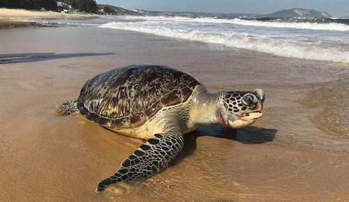 Đau xót chứng kiến rùa biển chết nghi do mắc bẫy khi vào bờ đẻ - Ảnh 1.