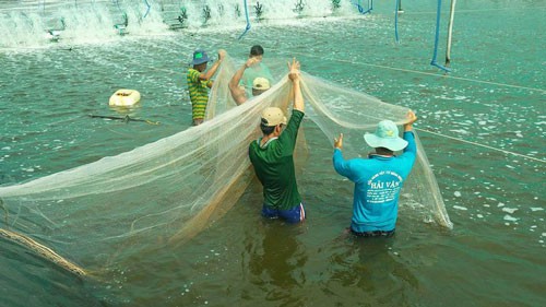 Loay hoay giảm giá thành nuôi tôm - Ảnh 1.