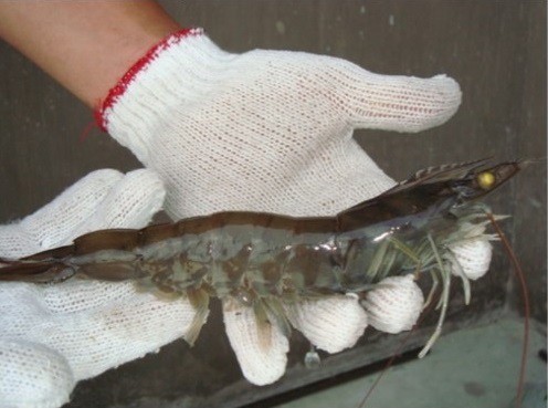 Nông dân làm giàu từ mô hình nuôi tôm Combine - Ảnh 2.