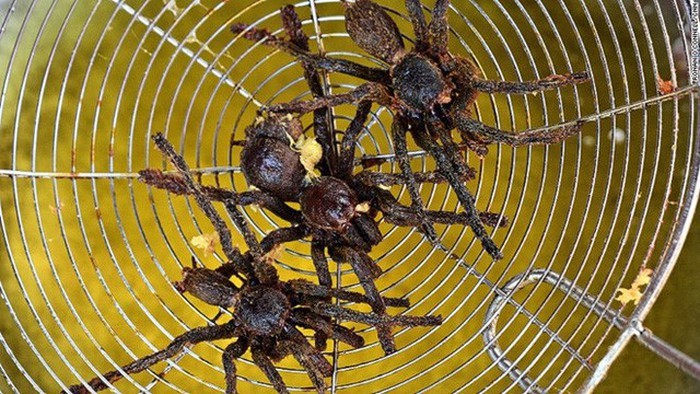 Rùng mình món nhện rừng đặc sản ở Bình Thuận - Ảnh 8.
