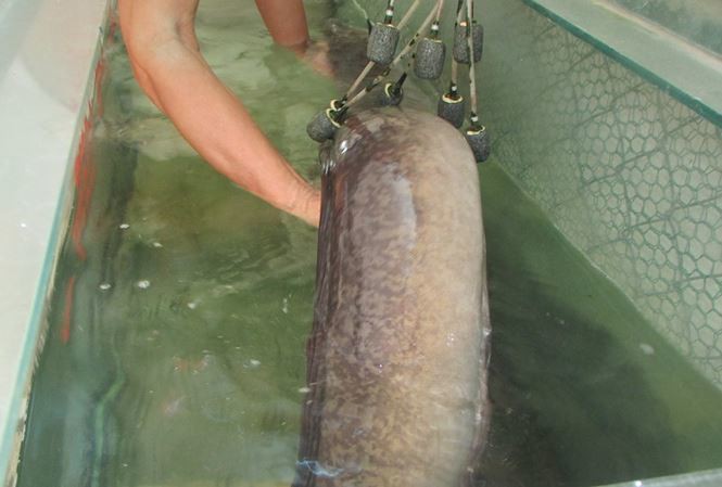 Bí ẩn miền Tây xứ Nghệ: Loài cá nặng hàng yến, dài cả mét - Ảnh 14.