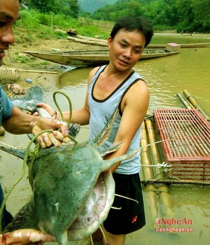 Bí ẩn miền Tây xứ Nghệ: Loài cá nặng hàng yến, dài cả mét - Ảnh 23.