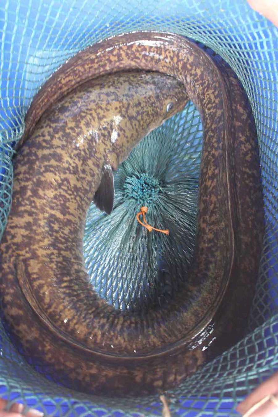 Bí ẩn miền Tây xứ Nghệ: Loài cá nặng hàng yến, dài cả mét - Ảnh 8.