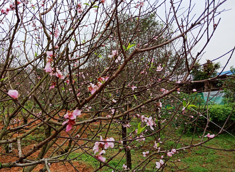 Đào phai nở rộ, dân méo mặt vì mất Tết - Ảnh 14.