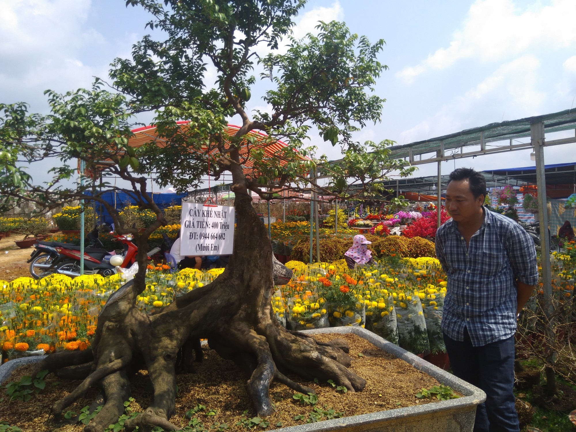 Chiêm ngưỡng cây khế hình chó, dừa 15 ngọn giá nửa tỉ ở Phú Quốc - Ảnh 4.
