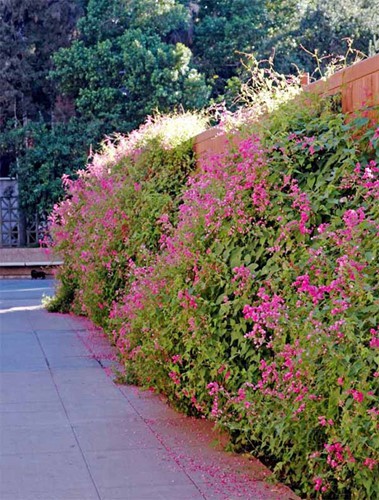 Mê mẩn những hàng rào tuyệt đẹp bằng hoa - Ảnh 6.