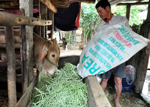 Rớt giá, nông sản bị nhổ bỏ, đổ sông - Ảnh 1.