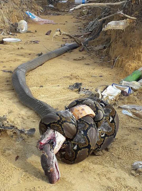 Una cobra extremadamente venenosa y una pitón gigante luchan a muerte - Foto 1.