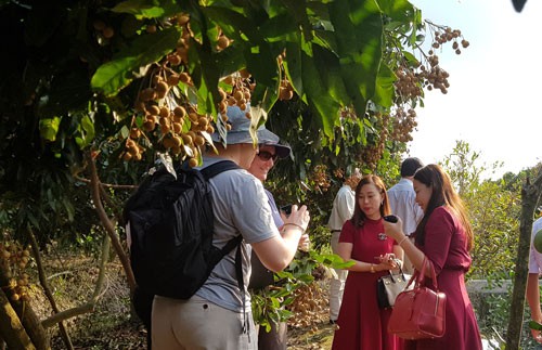 Úc kiểm tra, đánh giá vùng trồng nhãn của Việt Nam - Ảnh 1.