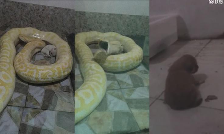 Sở th&uacute; Trung Quốc bị l&ecirc;n &aacute;n v&igrave; cho trăn ăn ch&oacute; con - Ảnh 1.