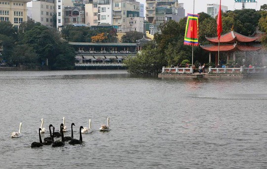 Người tặng thiên nga cho Hà Nội từng bị bắt vì vi phạm quy định bảo vệ động vật? - Ảnh 1.