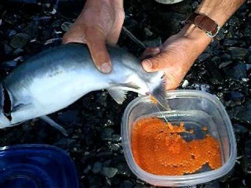 Cận cảnh thu hoạch trứng cá hồi siêu đắt ở Nhật Bản - Ảnh 1.