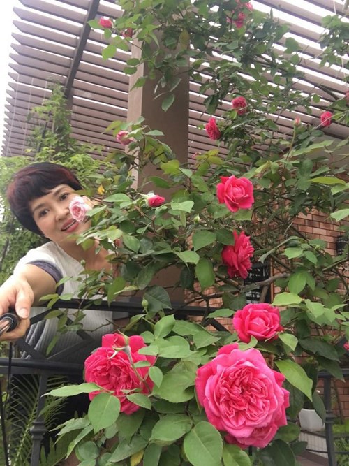 Ngắm ban công nhỏ xinh đầy hoa hồng của bà mẹ Hà Nội - Ảnh 1.
