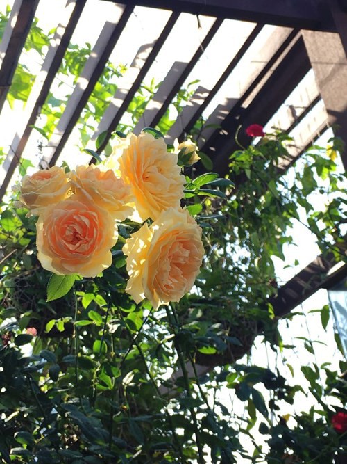 Ngắm ban công nhỏ xinh đầy hoa hồng của bà mẹ Hà Nội - Ảnh 5.