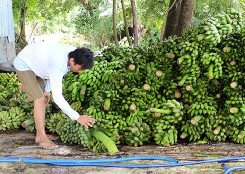  Thương lái Trung Quốc đang lùng mua gì ở Việt Nam? - Ảnh 11.