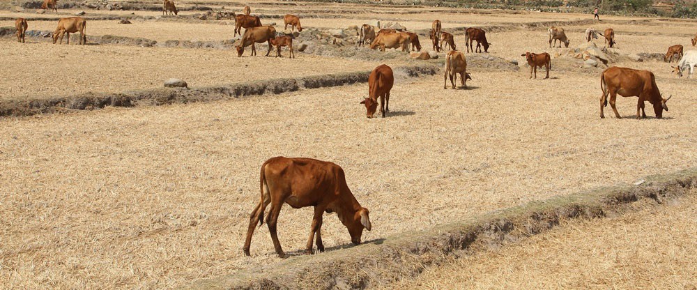 Teren agricol abandonat din cauza întreruperii alimentării cu apă - Fotografia 1. Đất nông nghiệp bỏ hoang vì bị cắt nước - Ảnh 1.